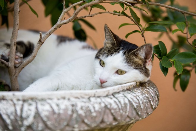 8charlotte-26-06-19-jardin (13)-nano